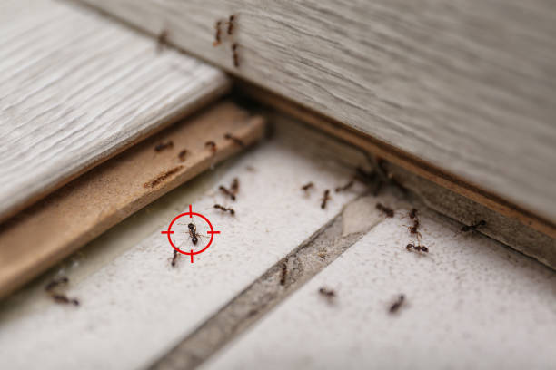 Best Cockroach Control Services  in Bluffton, IN