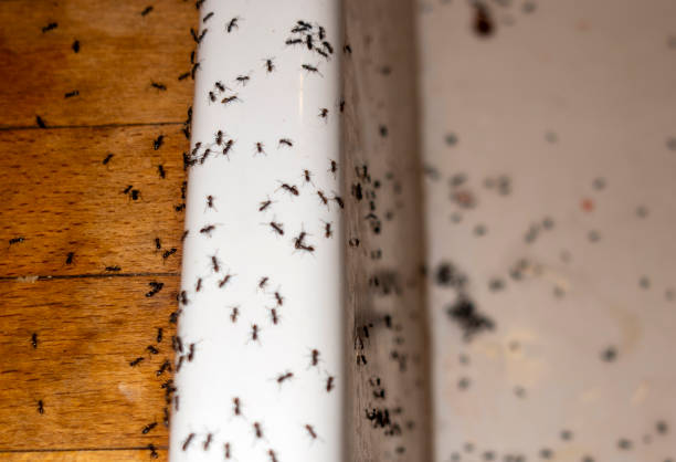 Best Wasp Removal Services  in Bluffton, IN